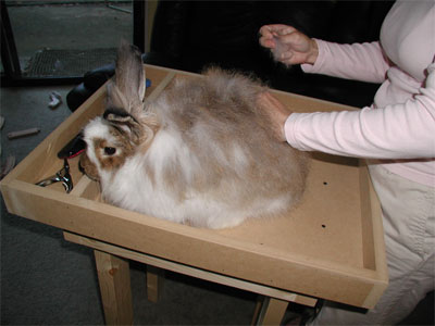 angora_plucking