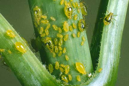 Aphids In Legumes