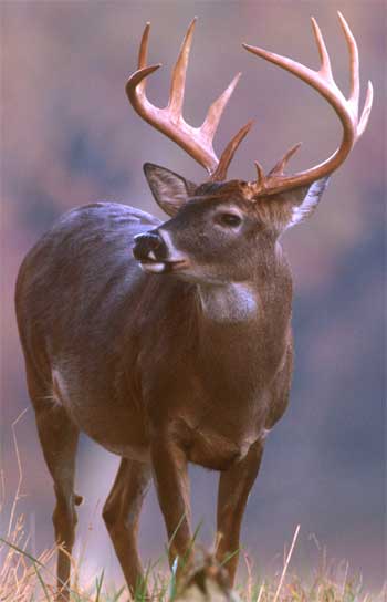 deer_hunting