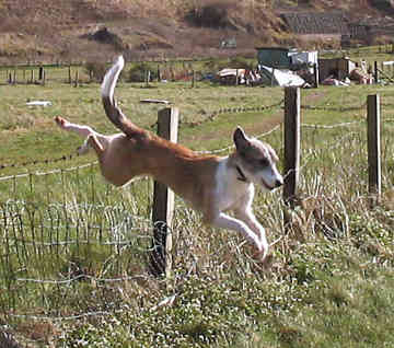 dog_lurcher