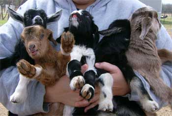 goats_calves