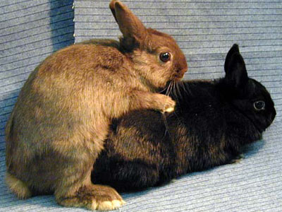 mating_rabbits