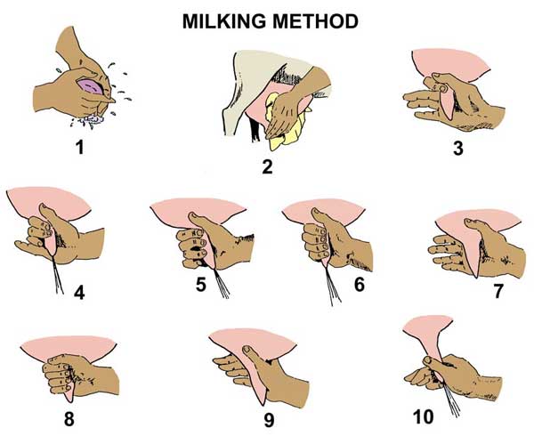 milking_method