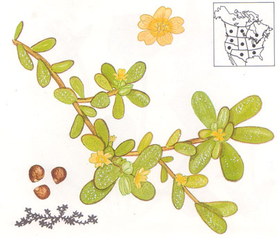 purslane_drawing