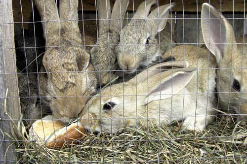 rabbit_inhutch