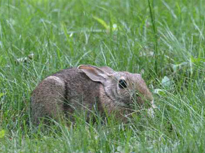 rabbit_wild_forage