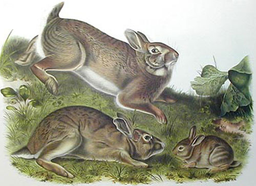 rabbits_painting