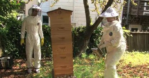 Is the City the Future for Honeybees? America’s Only Urban Beekeeping Store Owner Thinks So